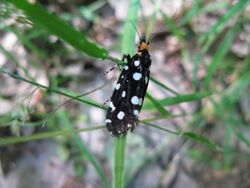 Euplocamus anthracinalis.jpg