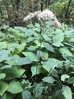 Eutrochium steelei.jpg