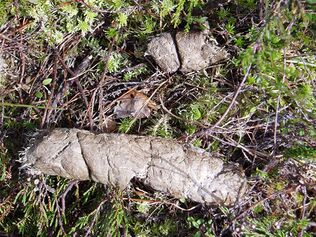 Faeces of wolf (Canis lupus) collected in Sweden