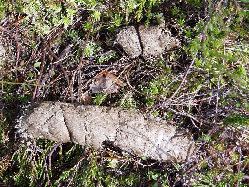 File:Faeces of wolf (Canis lupus) collected in Sweden.jpg