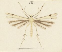 Fig 15 MA I437622 TePapa Plate-XXIII-The-butterflies full (cropped).jpg
