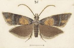 Fig 31 MA I437906 TePapa Plate-XLV-The-butterflies full (cropped).jpg