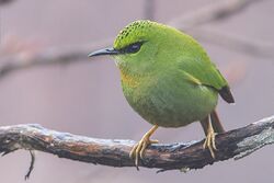 Fire-tailed Myzornis Pangolakha Wildlife Sanctuary East Sikkim India 06.04.2016.jpg