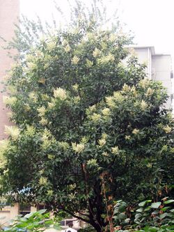 FloweringLigustrumLucidumTree.jpg