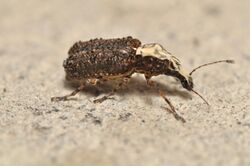 Fungus Weevil Ischnocerus impressicollis (Anthribidae) (14364594420).jpg