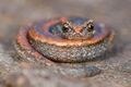 Garden Slender Salamander (Batrachoseps major).jpg