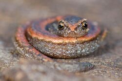 Garden Slender Salamander (Batrachoseps major).jpg