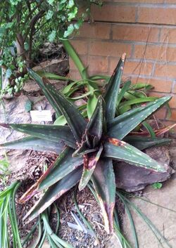 Gasteria excelsa - KNBG- Cape Town.jpg