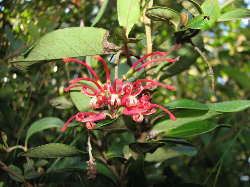File:Grevillea miqueliana subsp. cincta.JPG