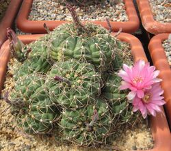 Gymnocalycium leeanum f. roseiflorum.jpg