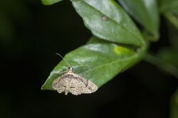 Gymnoscelis tristrigosa (27254674406).jpg