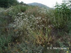 Gypsophila tekirae.jpg