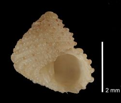 Herpetopoma corrugatum (MNHN-IM-2012-2614) 001.jpeg