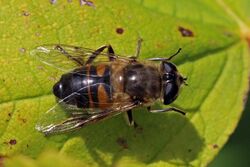 Hoverfly (Eristalis tenax) female.jpg