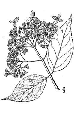 Hydrangea cinerea.jpg