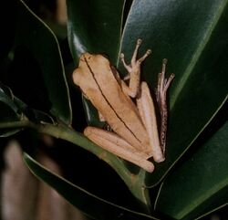 Hypsiboas multifasciatus.jpg