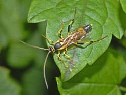 Ichneumonidae - Amblyteles armatorius-001.JPG