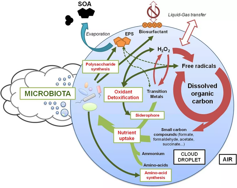 File:Impacts of microbial activity on cloud processes.webp