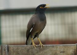 Indian Myna in Patiala.jpg