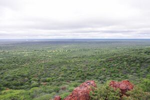 bush encroachment at Waterberg Namibia