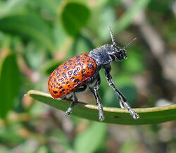 Lachnaia variolosa. Chrysomelidae - Flickr - gailhampshire (1).jpg