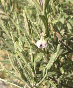 Lasiopetalum oppositifolium.jpg