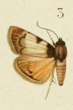 Lepidogma ambifaria Hering 1903.png