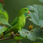 Green parrot with darker wings and orange beak