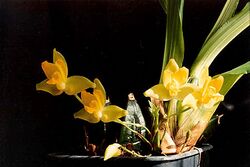 Lycaste cruenta.jpg