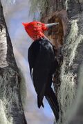 Magellanic Woodpecker, male..jpg