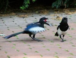 Magpie chick begging the mother for food.jpg