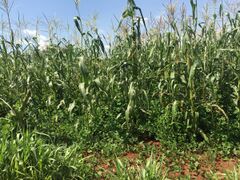 Maize push-pull farm at ICIPE, Mbita Point, Kenya, showing intercrop Desmodium spp.