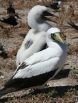 Photograph of two white and black birds on rocks