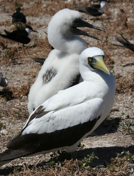 File:Masked booby with chick.JPG