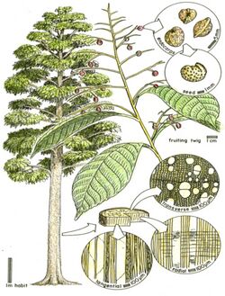 Meliosma reconstruction.jpg