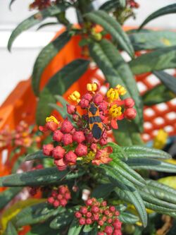 Milkweed bug on a butterfly weed.jpg