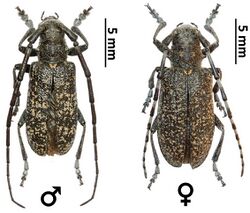 Monochamus impluviatus Longhorn beetles (10.3897-zookeys.739.23675) Figure 5.jpg