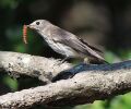 Muscicapa griseisticta eating insect.JPG