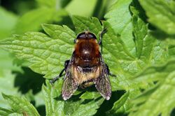 Narcissus bulb fly (Merodon equestris) grooming.jpg