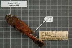Naturalis Biodiversity Center - RMNH.AVES.135483 1 - Rhipidura dedemi van Oort, 1911 - Monarchidae - bird skin specimen.jpeg