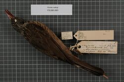 Naturalis Biodiversity Center - RMNH.AVES.141153 1 - Oriolus szalayi (Madarasz, 1900) - Oriolidae - bird skin specimen.jpeg