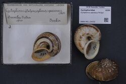 Naturalis Biodiversity Center - RMNH.MOL.154252 - Cyclophorus speciosus Philippi - Cyclophoridae - Mollusc shell.jpeg