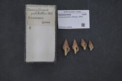 Naturalis Biodiversity Center - RMNH.MOL.209584 - Fusinus pulchellus (Philippi, 1844) - Fasciolariidae - Mollusc shell.jpeg