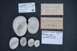 Naturalis Biodiversity Center - ZMA.MOLL.33391 - Neritopsis radula (Linnaeus. 1758) - Neritopsidae - Mollusc shell.jpeg