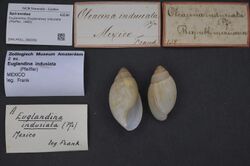 Naturalis Biodiversity Center - ZMA.MOLL.388359 - Euglandina (Euglandina) indusiata (Pfeiffer, 1860) - Spiraxidae - Mollusc shell.jpeg