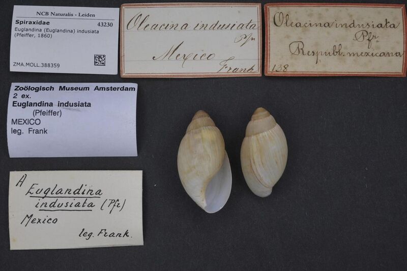 File:Naturalis Biodiversity Center - ZMA.MOLL.388359 - Euglandina (Euglandina) indusiata (Pfeiffer, 1860) - Spiraxidae - Mollusc shell.jpeg