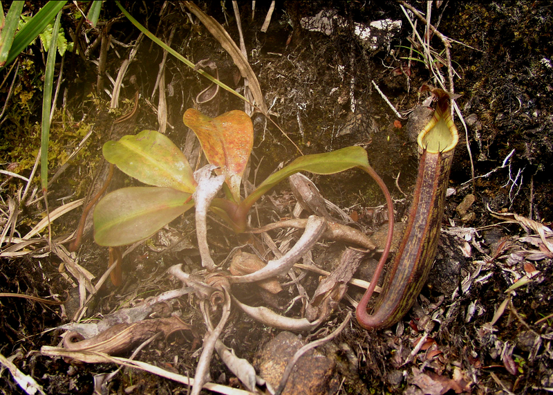File:Nepenthes fusca.PNG