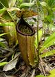 Nepenthes treubiana1.jpg
