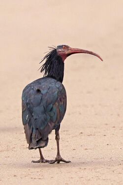 Northern bald ibis (Geronticus eremita).jpg