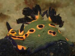 Nudibranch - Nembrotha rosannulata.jpg